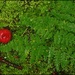 One Little Red Mushroom in a Sea of Moss by olivetreeann