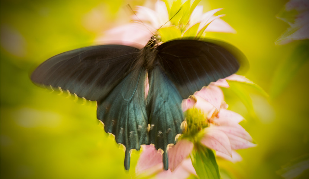 Pipevine Swallowtail Butterfly! by rickster549