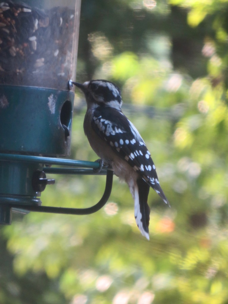 Unusual bird at the feeder by margonaut