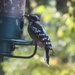 Unusual bird at the feeder by margonaut