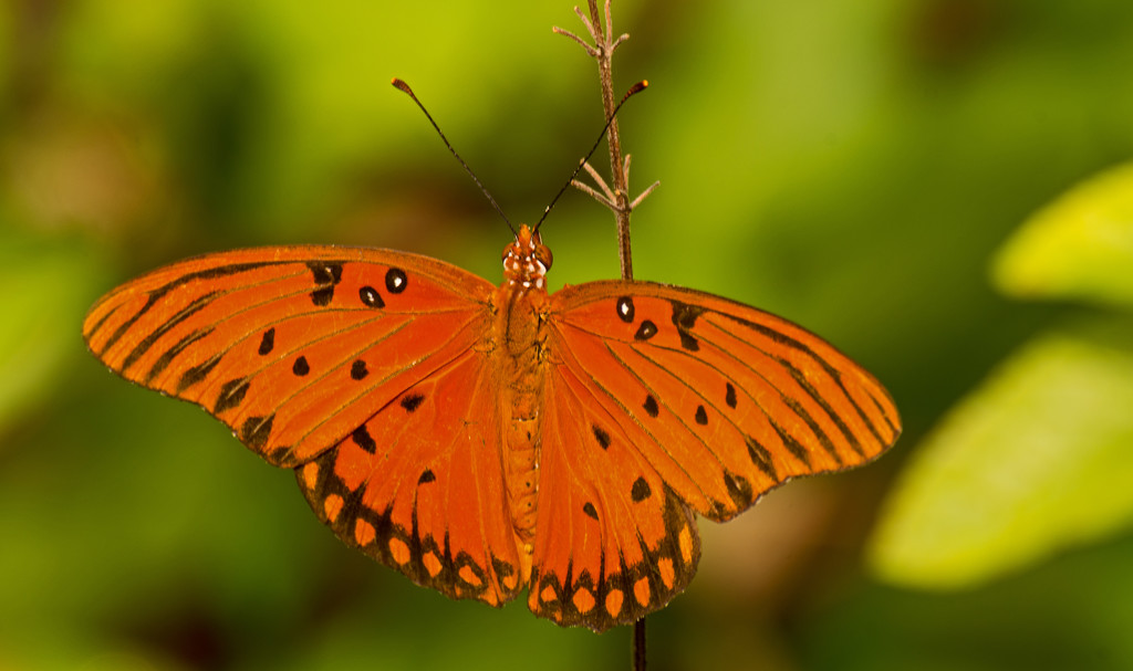 Gulf Fritillary Butterfly Sitting Still! by rickster549