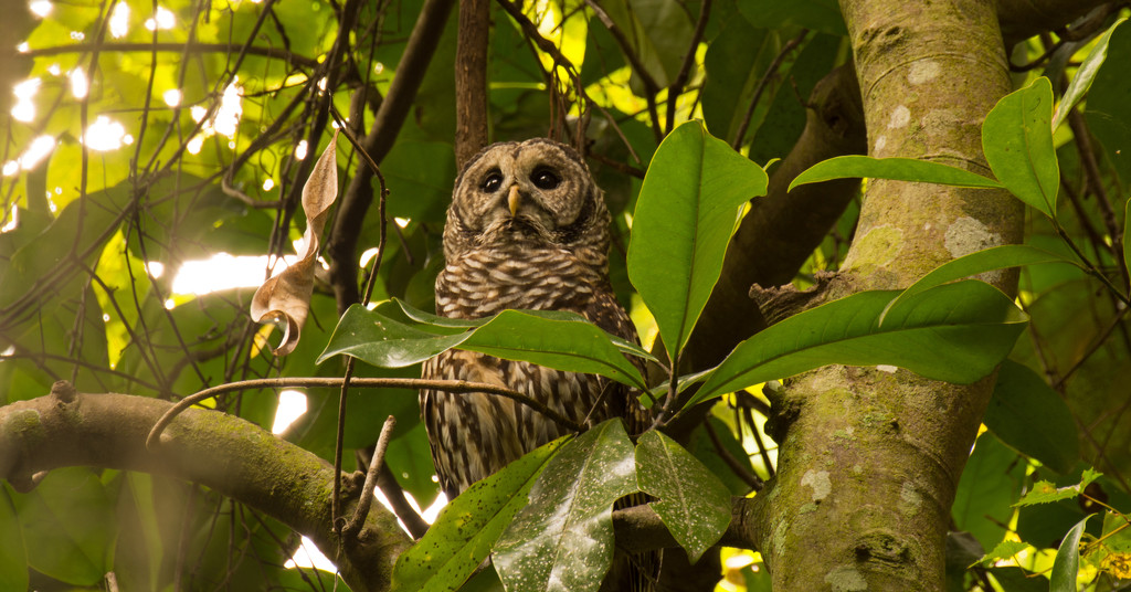 The Barred Owl Looking Over It's Surroundings! by rickster549