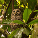 The Barred Owl Looking Over It's Surroundings! by rickster549