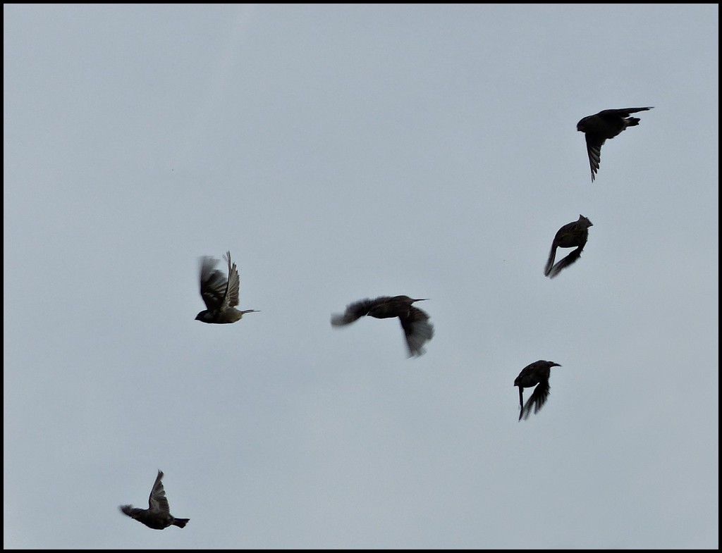 Shapes of flight - sparrows by jokristina
