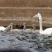Swans on the Trent by oldjosh