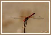 31st Aug 2018 - Dragonfly