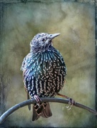 31st Aug 2018 - Starling