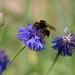 Bee on Cornflower by oldjosh