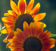 31st Aug 2018 - Sunflowers