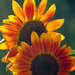 Sunflowers by seattlite
