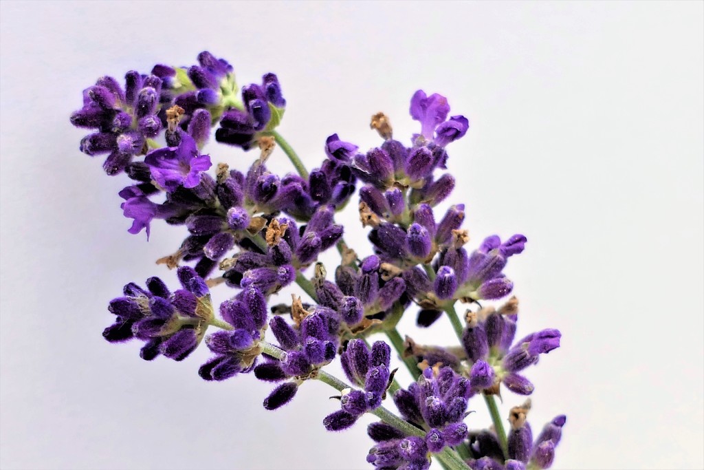 Up Close Lavender by carole_sandford
