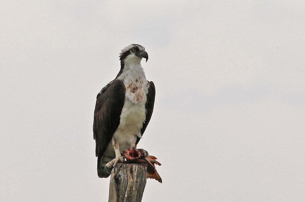 Osprey with fish catch. by hellie