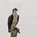 Osprey with fish catch. by hellie