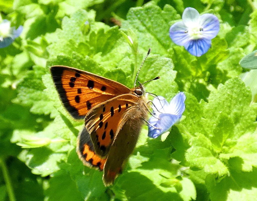 Small Copper  by julienne1