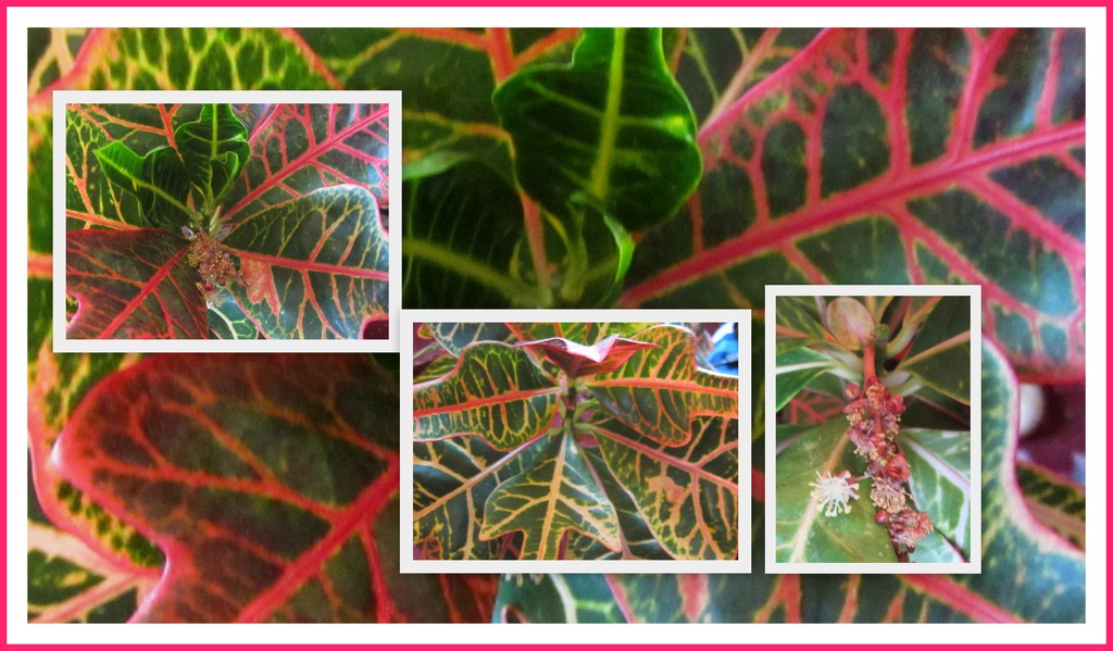 Some patterned leaves of Joseph's Coat plant. by grace55