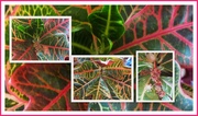 31st Aug 2018 - Some patterned leaves of Joseph's Coat plant.