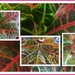 Some patterned leaves of Joseph's Coat plant. by grace55