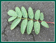 26th Aug 2018 - Raindrops on a leaf.