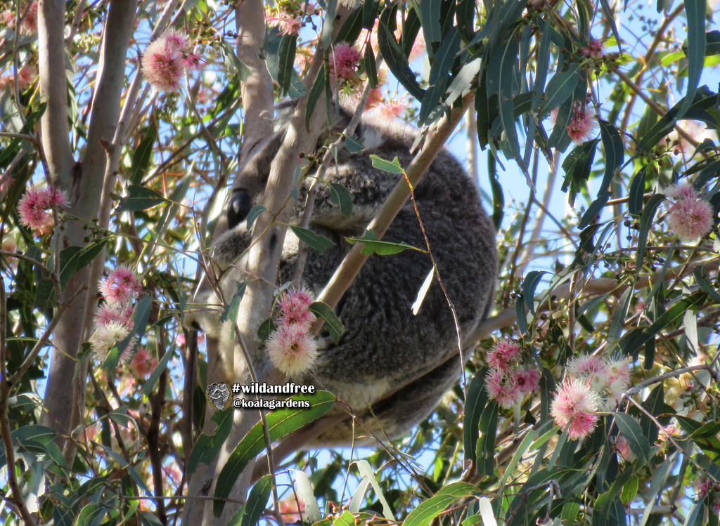 boys in pink by koalagardens