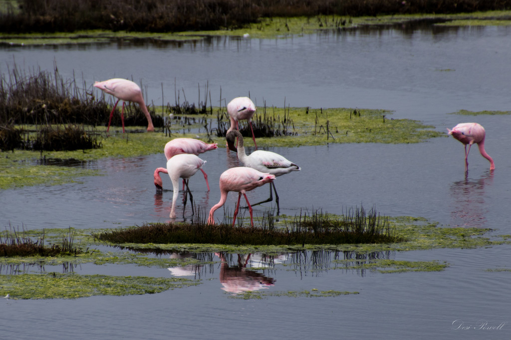 Pretty Flamingo by seacreature