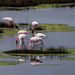 Pretty Flamingo by seacreature