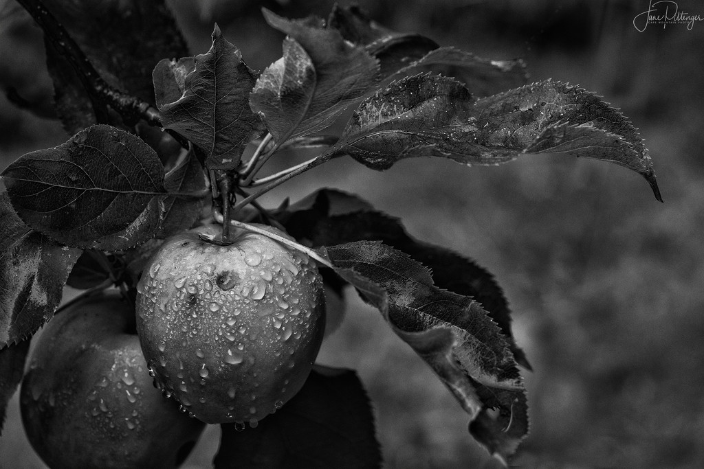 Almost Ripe  by jgpittenger