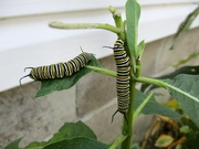 30th Aug 2018 - Monarch Caterpillars