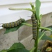 Monarch Caterpillars by julie