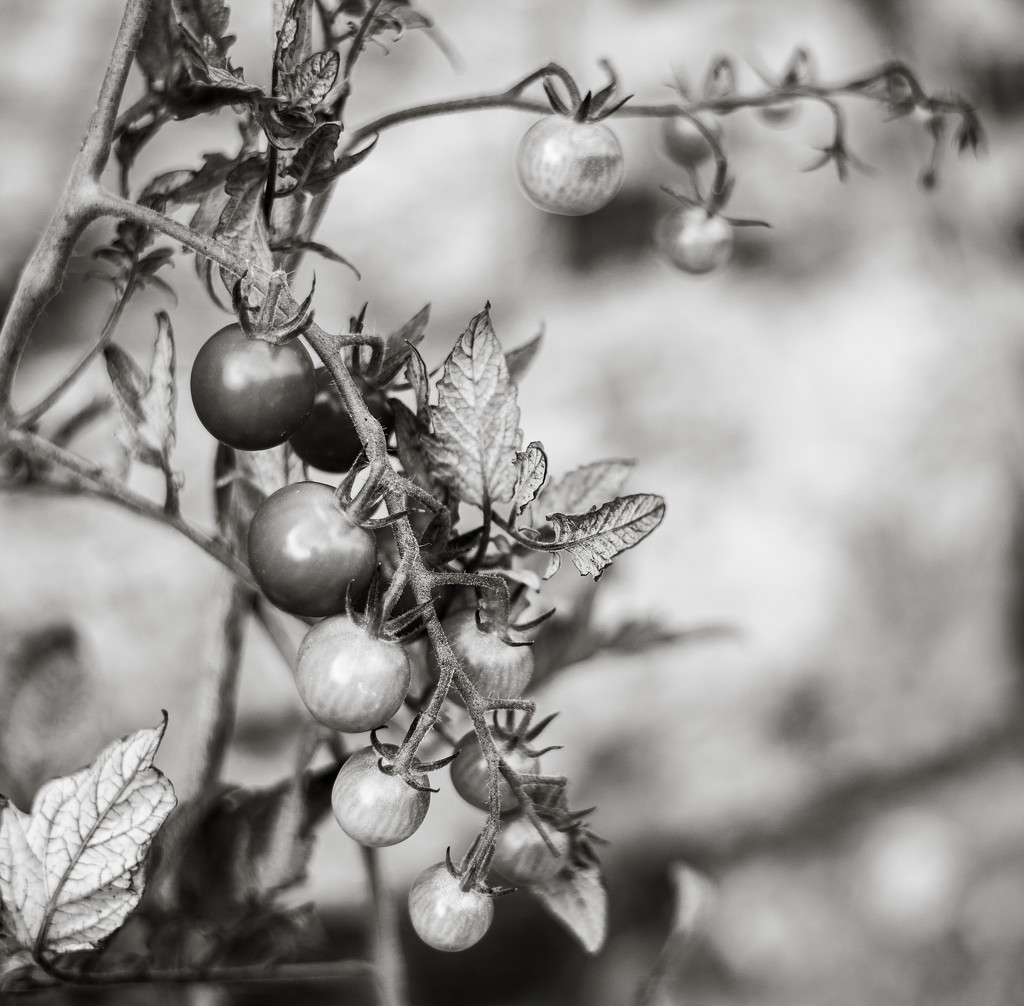 Paimpont 2018: Day 197 - Cherry Tomatoes by vignouse