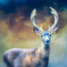 My Dear Deer Neighbor by joysfocus