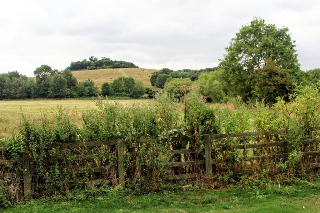 Round Hill, Wittenham Clumps by boxplayer