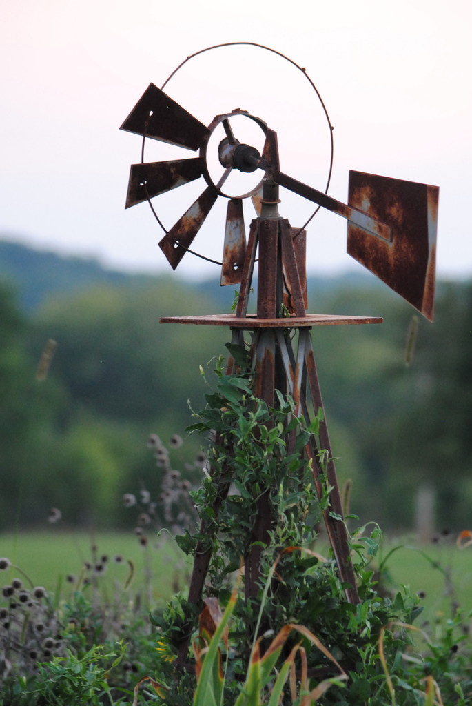 Windmill in the Weeds by genealogygenie