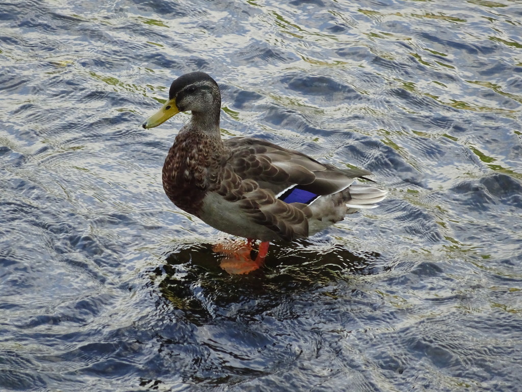 duck! by anniesue