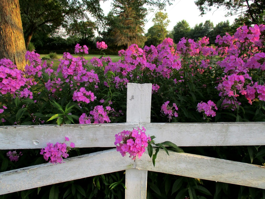 Flowers in the Fence by julie