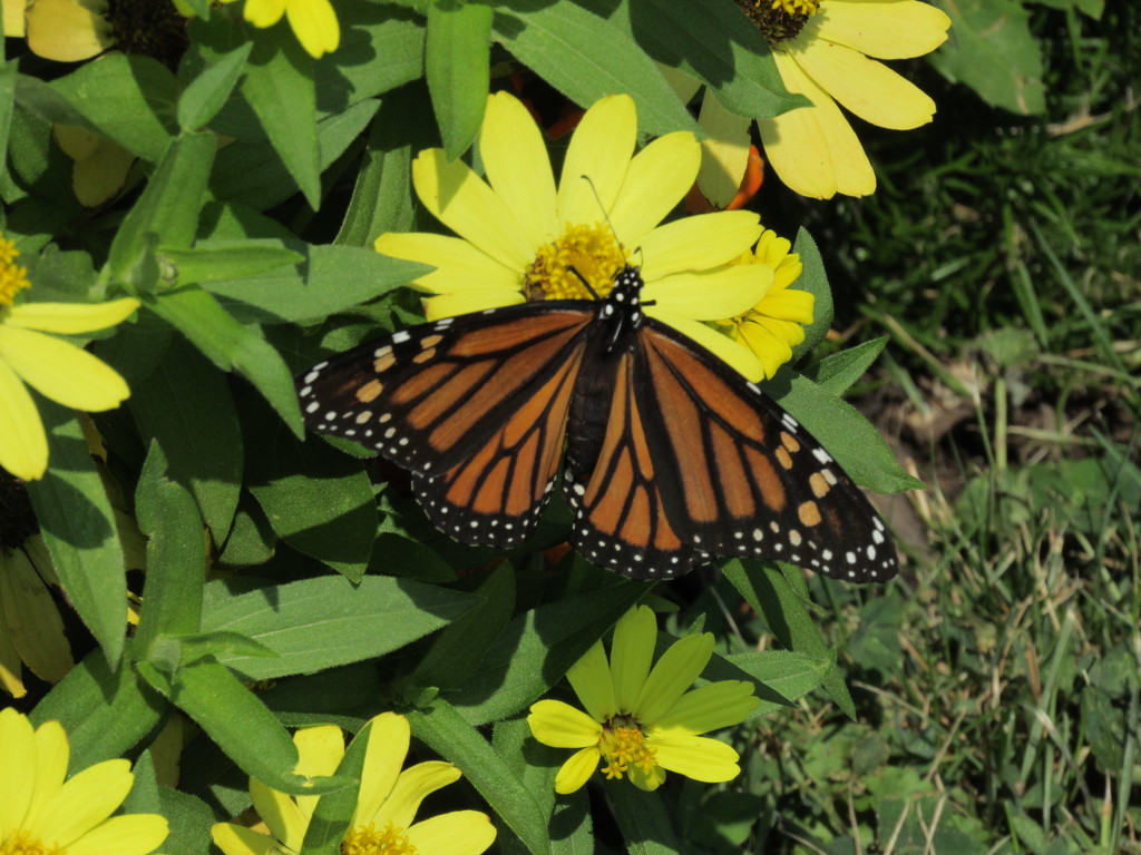 Monarch Butterfly by mlwd