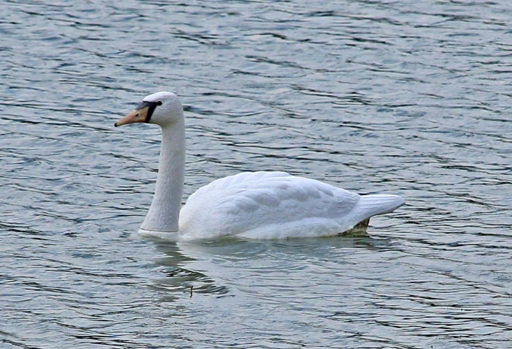 Mute Swan. by hellie