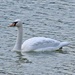 Mute Swan. by hellie