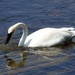 Trumpeter Swan. by hellie
