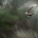 Rufous Hummingbird in Flight by taffy