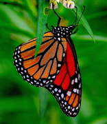 1st Sep 2018 - Monarch butterfly