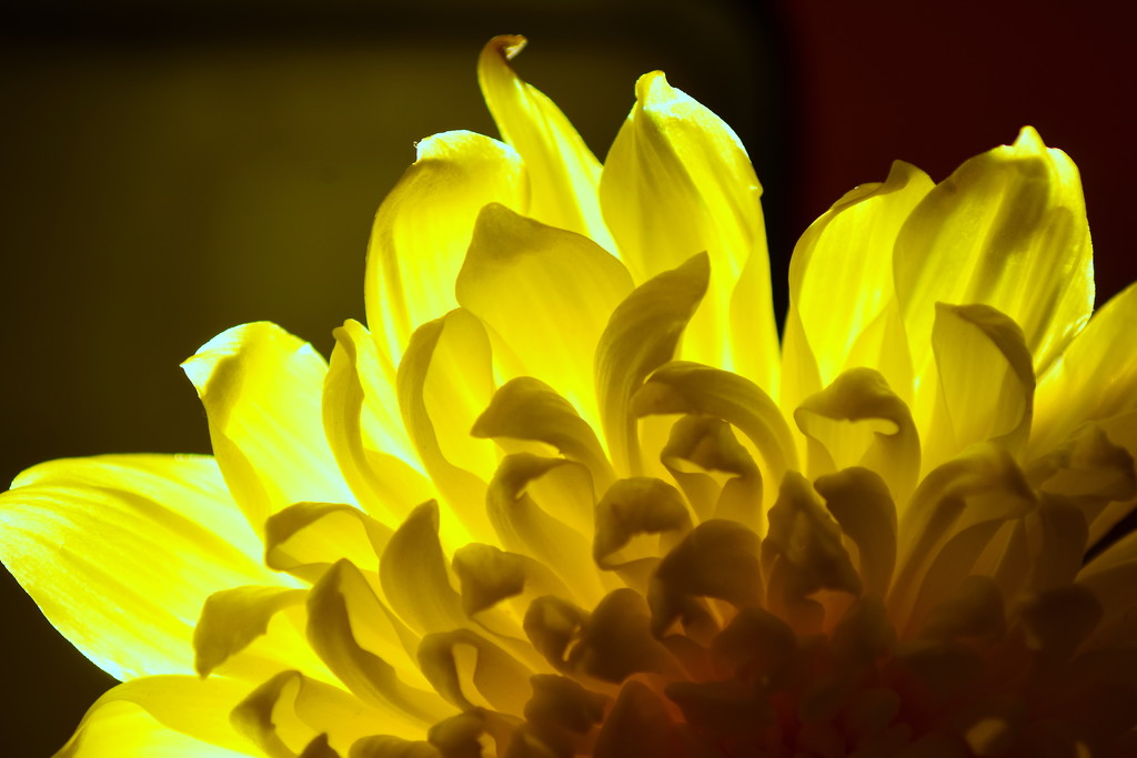 Chrysanthemum by nickspicsnz