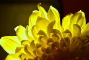 31st Aug 2018 - Chrysanthemum