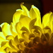 Chrysanthemum by nickspicsnz