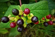 2nd Sep 2018 - Autumn - berry time in the garden ! 