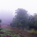 Foggy Path To Garden  by jgpittenger