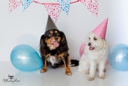 2nd Sep 2018 - birthday dogs