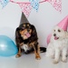 birthday dogs by ulla