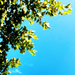 Tree & Sky | Diagonal Half & Half by yogiw