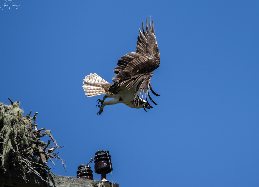 Osprey Taking Off from the Nest  by jgpittenger