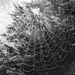 Spider dew by scottmurr